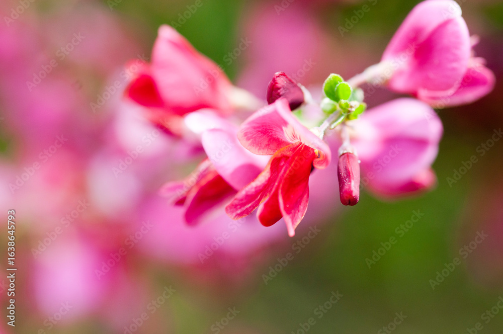 Obraz premium Scotch broom flower