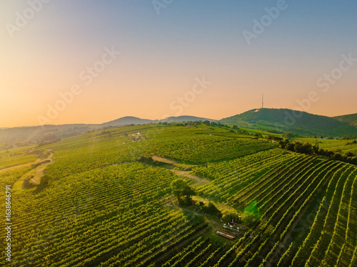 An aerial panorama of Vienna Nussdorf with vineyards rows in summer