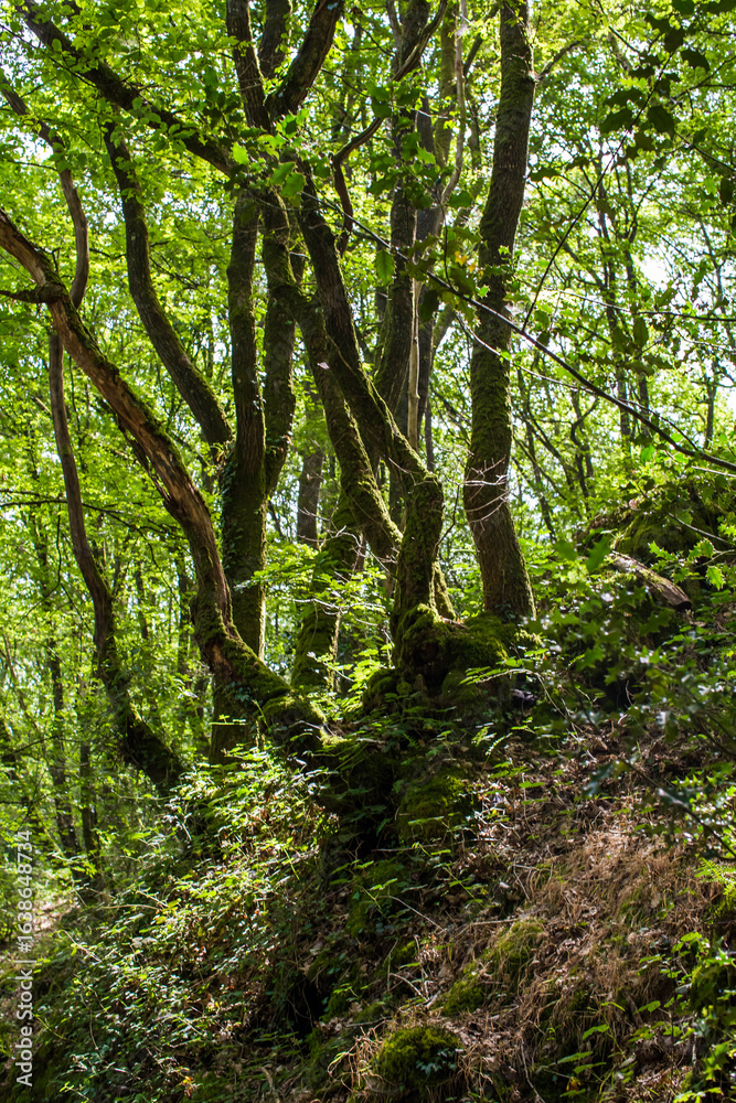 Fototapeta premium Valley of No Return, Forest of Broceliande, France