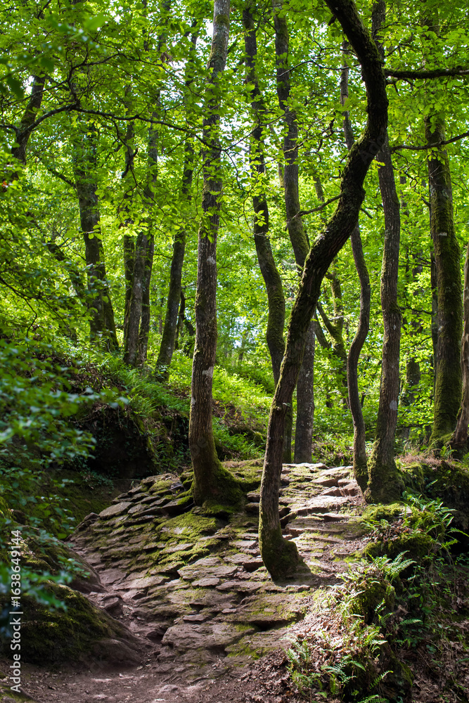 Fototapeta premium Valley of No Return, Forest of Broceliande, France