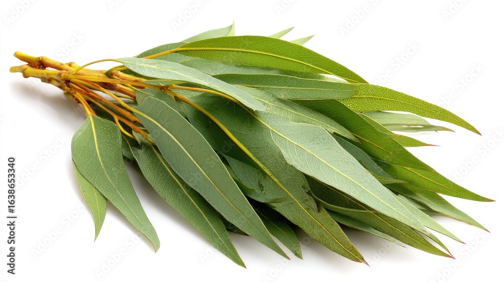 Obraz premium Eucalyptus leaves bunch on white