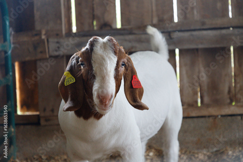 portrait of a goat