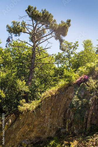 Fountain of Youth (Brocéliande’s secret)