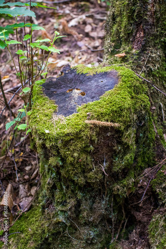 The Aff River’s, Forest of Broceliande, France