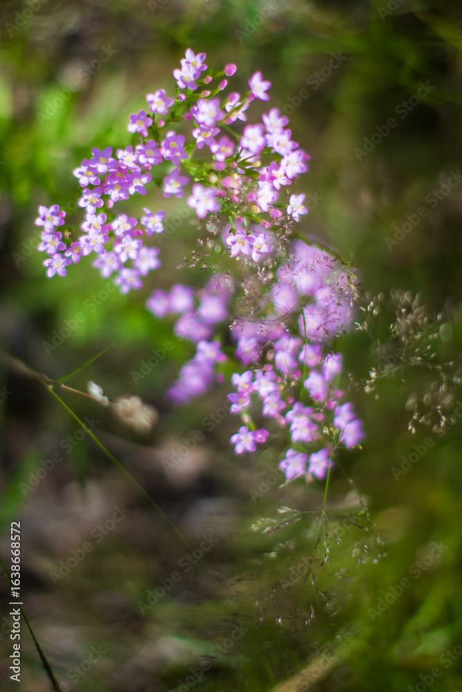 The Aff River’s, Forest of Broceliande, France The Aff River’s, Forest of Broceliande, France