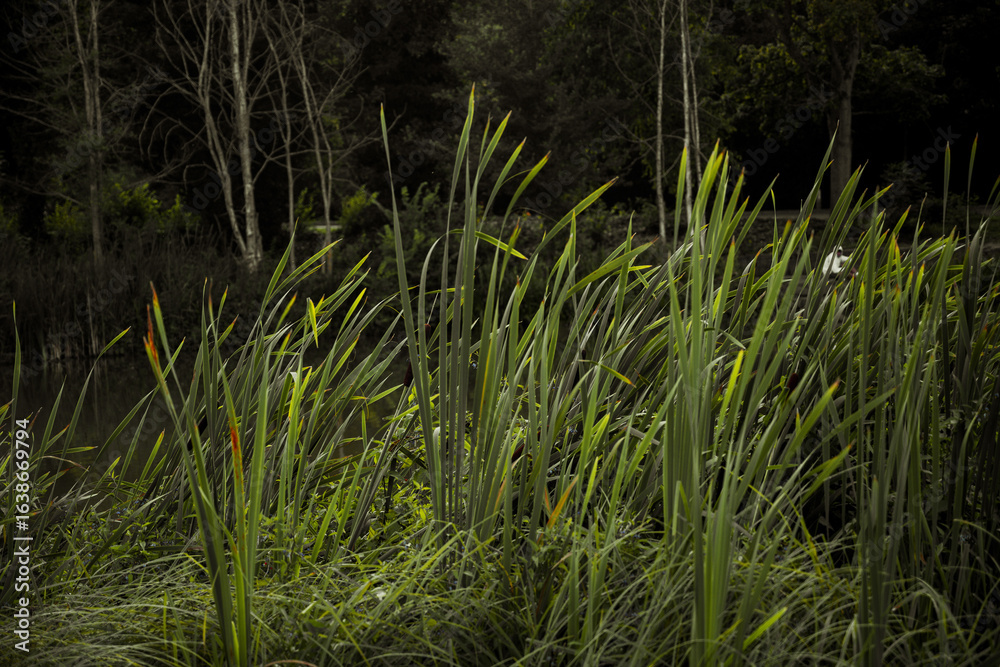 Obraz premium Peaceful lake scenic view, green plant bush at the lake. Copy space
