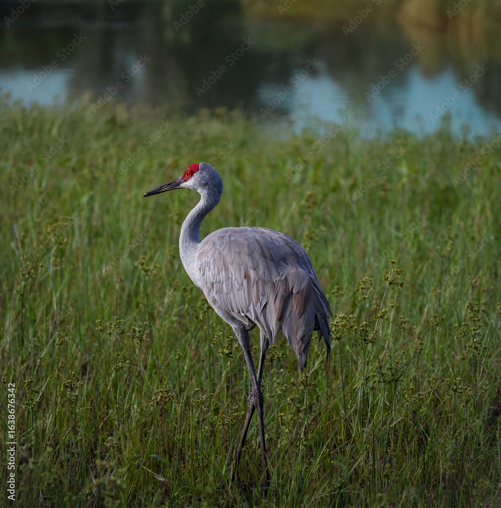 Fototapeta premium The sandhill crane bird.
