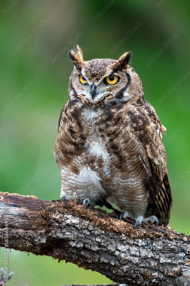 Fototapeta premium Great Horned Owl perched stalking its prey