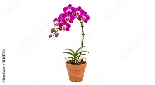 Wallpaper Mural purple orchid in pot Torontodigital.ca