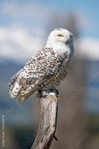 Snowy owl perched in the cold environment
