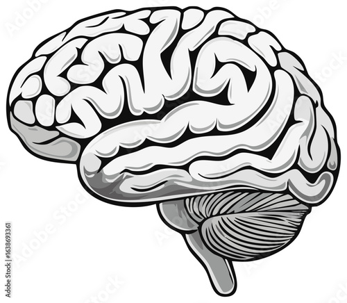Anatomical grayscale illustration of the human brain representing thought and intelligence