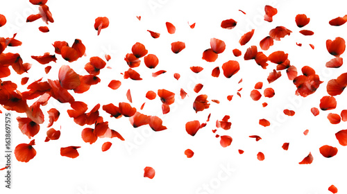 Red poppy patel gently falling on white background 