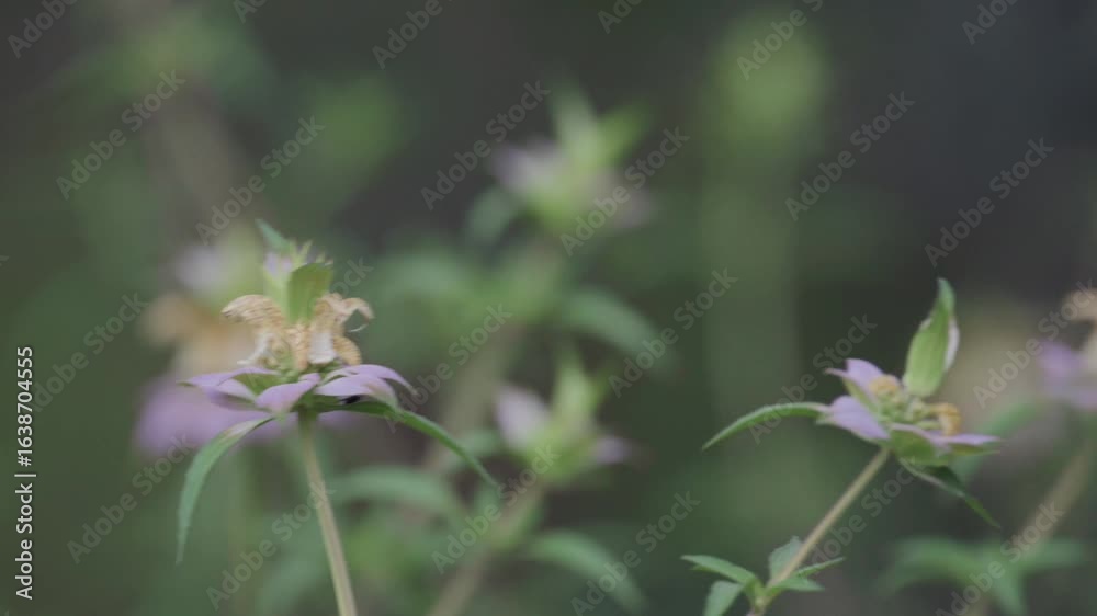 Several flowers of spotted bee balm, horsemint, blowing on a windy day Several flowers of spotted bee balm, horsemint, blowing on a windy day