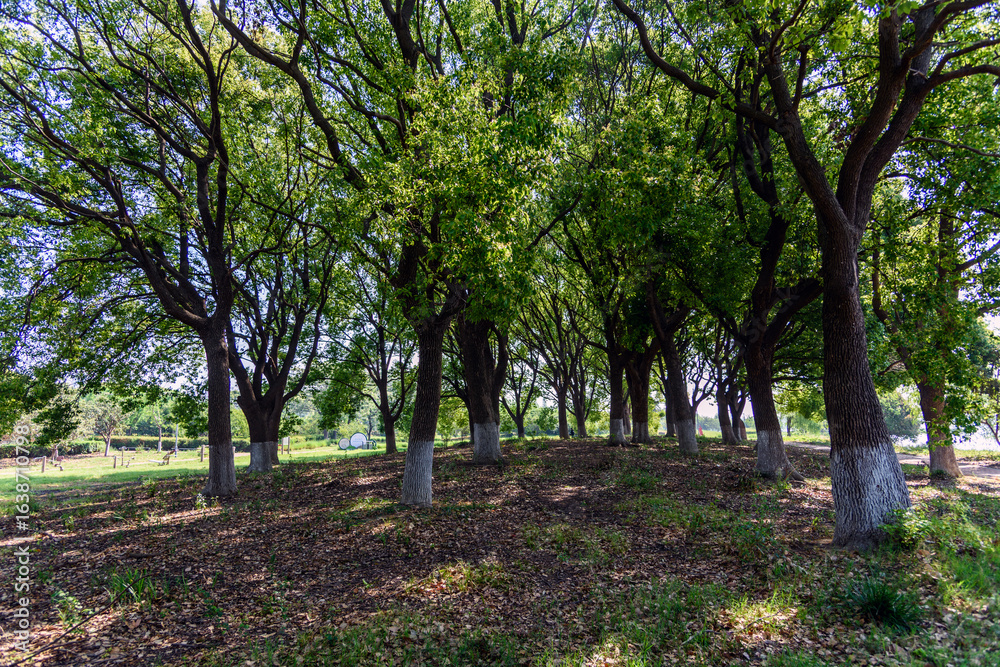 Obraz premium trees in the park