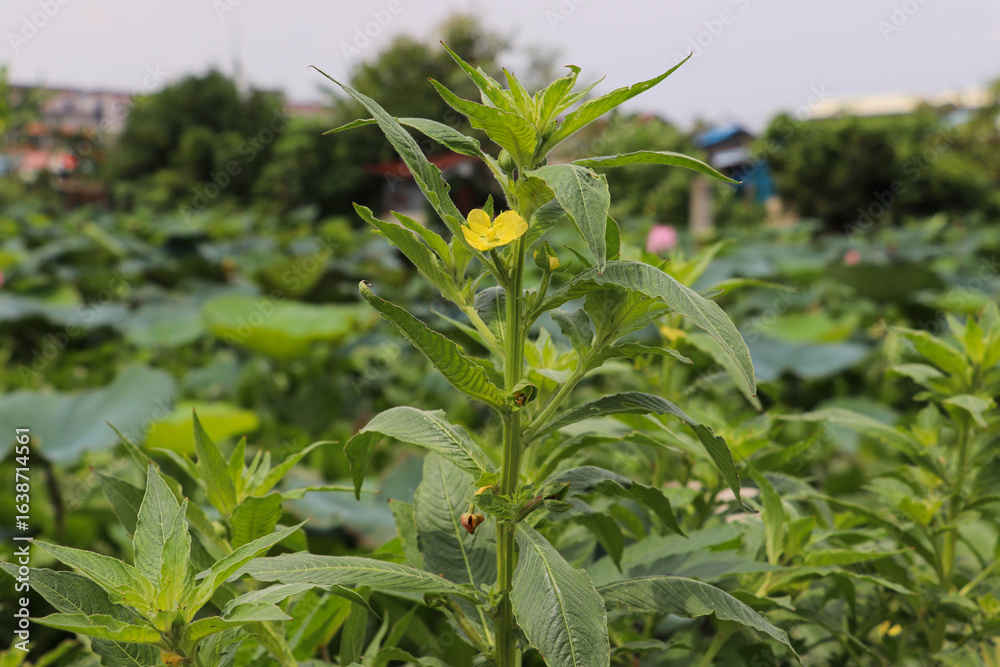 Fototapeta premium Yellow flowers scattered among green leaves in rural farm garden setting