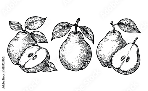 Hand drawn sketch of ripe pears with leaves and halved fruit showing seeds