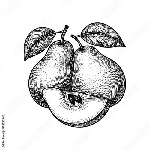 Vintage botanical illustration of two ripe pears with a slice revealing seeds and leaves