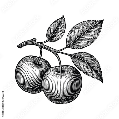 Vintage engraving style illustration of two ripe apples hanging from a branch with leaves