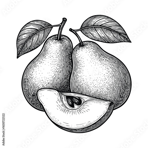 Vintage hand drawn illustration of two ripe pears with one cut in half revealing seeds and stems