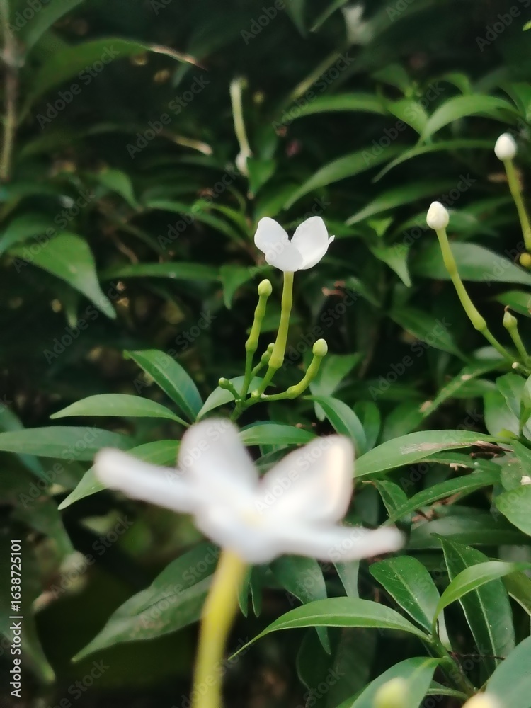 Obraz premium Elegant White Pinwheel Flower Blossoms Amidst Lush Green Foliage a Tranquil Botanical Garden Scene with Delicate Floral Beauty