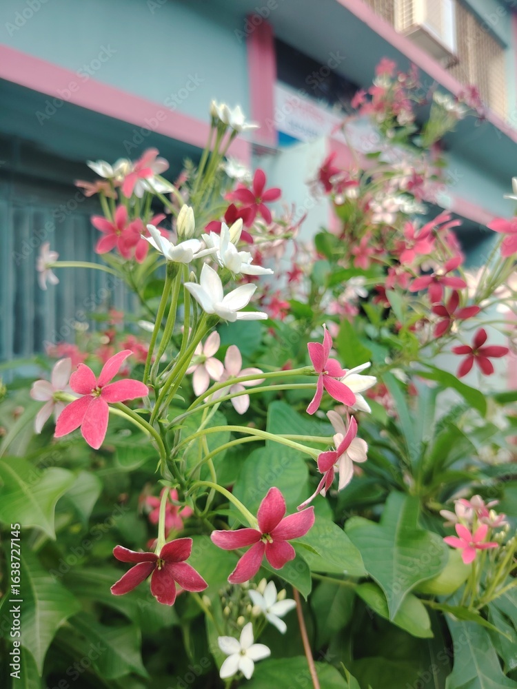 Fototapeta premium Rangoon Creeper Flowers Blooming Red White and Pink Colors with Lush Green Leaves Climbing Plants in Garden or Backyard Beautiful Floral Background