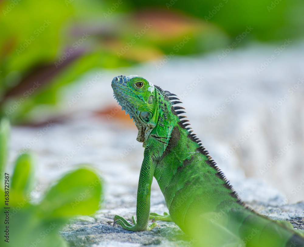 Fototapeta premium Green Iguana Basking On Rocks