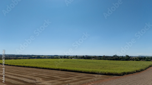 plantação de cana-de-açúcar vista de cima