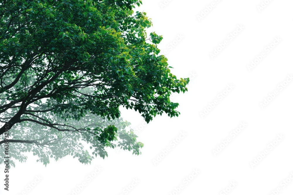 Obraz premium Lush green tree branches against a white background