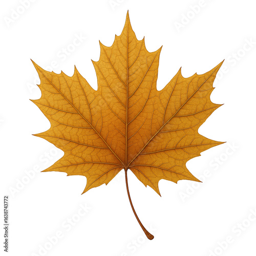 Wallpaper Mural Detailed Close-Up of a Single Golden Maple Leaf with Intricate Veining Against a Stark Black Background Torontodigital.ca