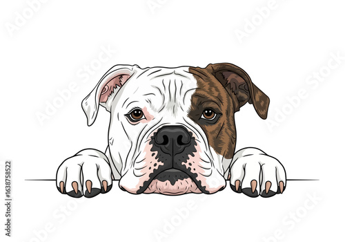 Close-up illustration of an American Bulldog's face peering over a surface.