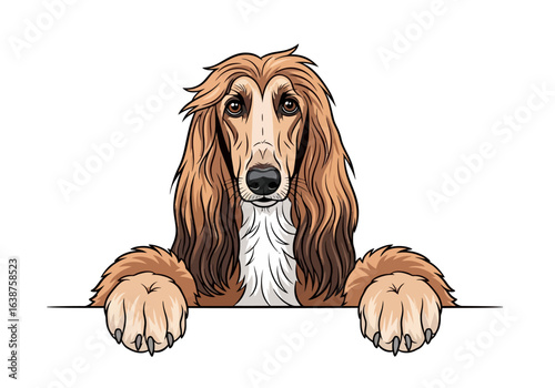A stylized illustration of an Afghan Hound dog peering over a white surface, looking forward.