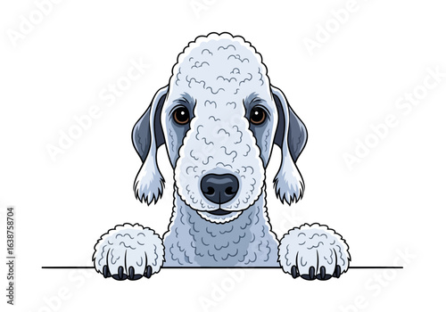 A cartoon illustration of a Bedlington Terrier dog peering over a ledge with its paws.