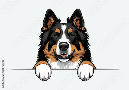 A happy and smiling Border Collie dog peeking over a white surface, with its eyes closed in delight.