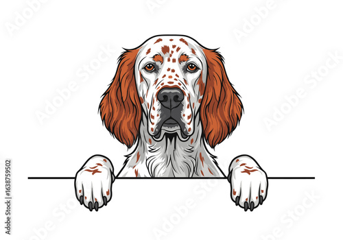 A detailed illustration of a friendly English Setter dog, peering over a blank surface.