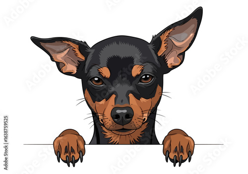 Illustration of a black and tan miniature pinscher dog looking over a white ledge, with curious expression and perked ears.