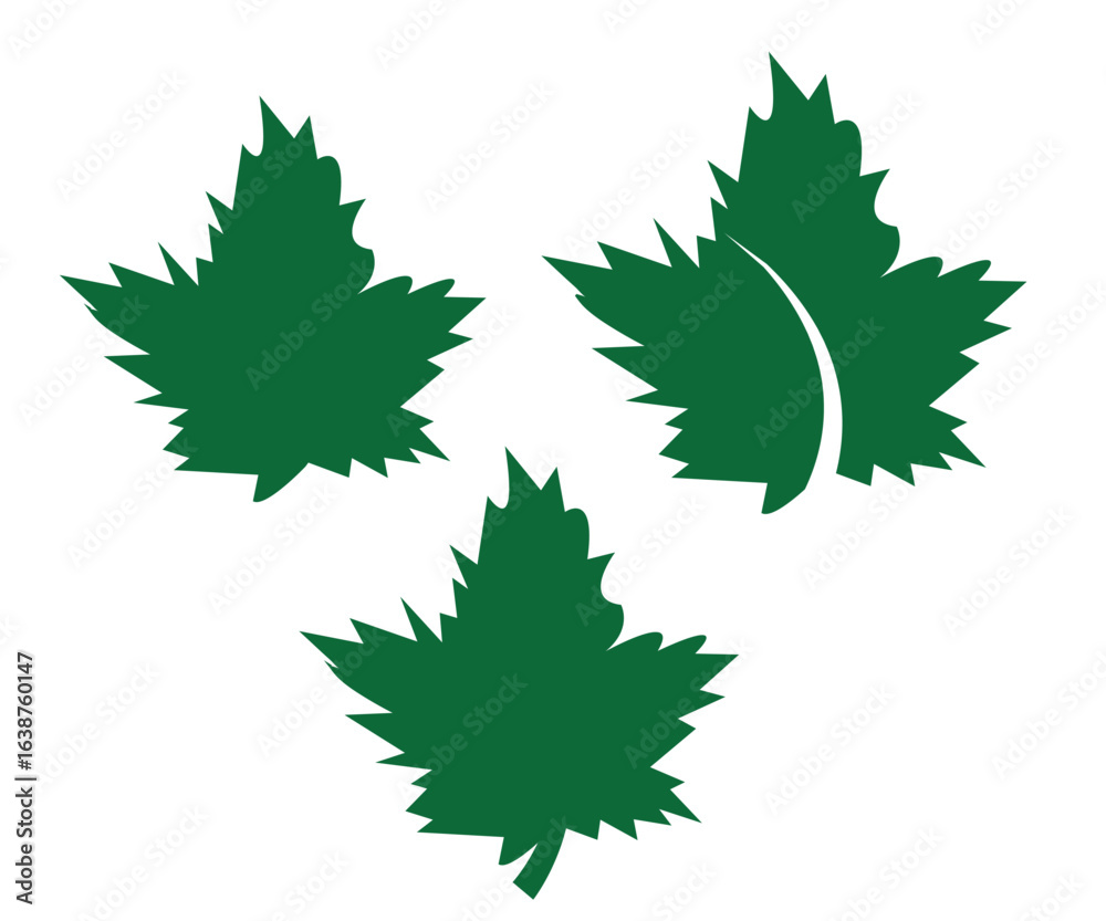 Fototapeta premium Set of green maple leaves vector illustration with nature and seasonal symbols