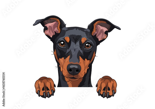 A charming miniature pinscher dog peers over a blank sign, paws resting on the edge.