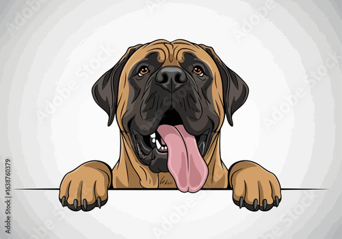 Happy English Mastiff dog peeking over a white surface, tongue out, paws visible.