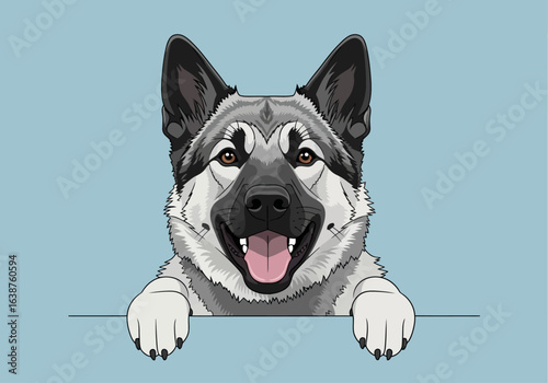 Happy East Siberian Laika dog peeking over a light blue surface, paws visible.