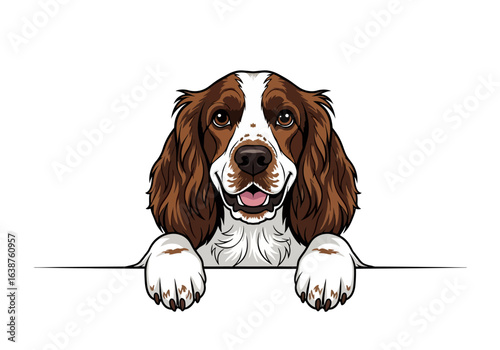 Illustration of a happy Springer Spaniel dog with brown and white fur, paws resting on a ledge, isolated on white.
