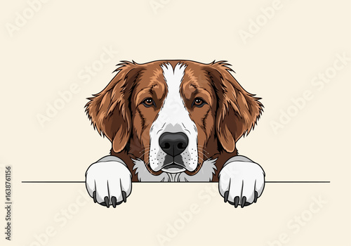 A charming illustration of a dog with brown and white fur, peering over a blank surface.