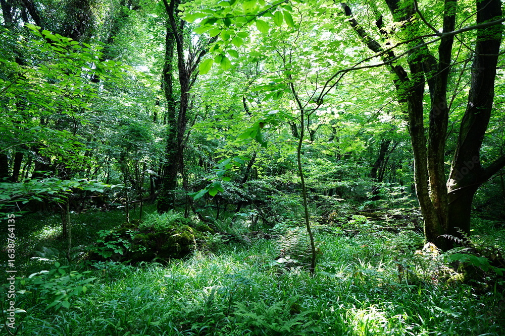primeval forest in the gleaming sunlight primeval forest in the gleaming sunlight
