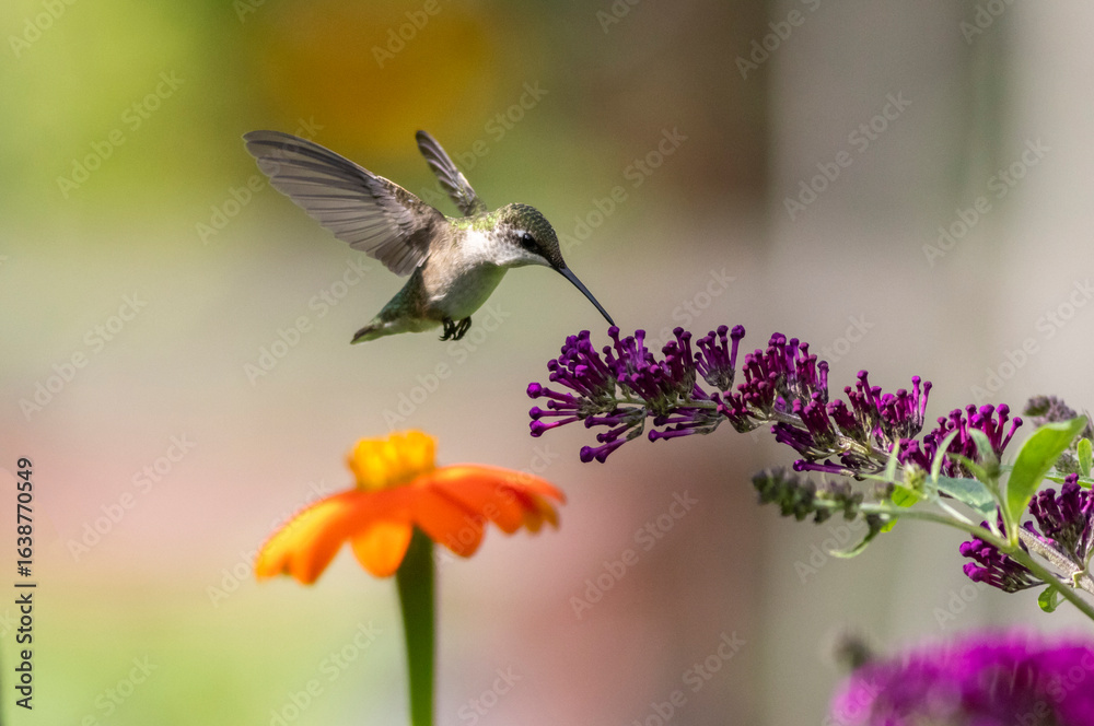 Naklejka premium Ruby Throated Hummingbird feeds on Mexican Sunflower, Tithonia, on a bright summer day