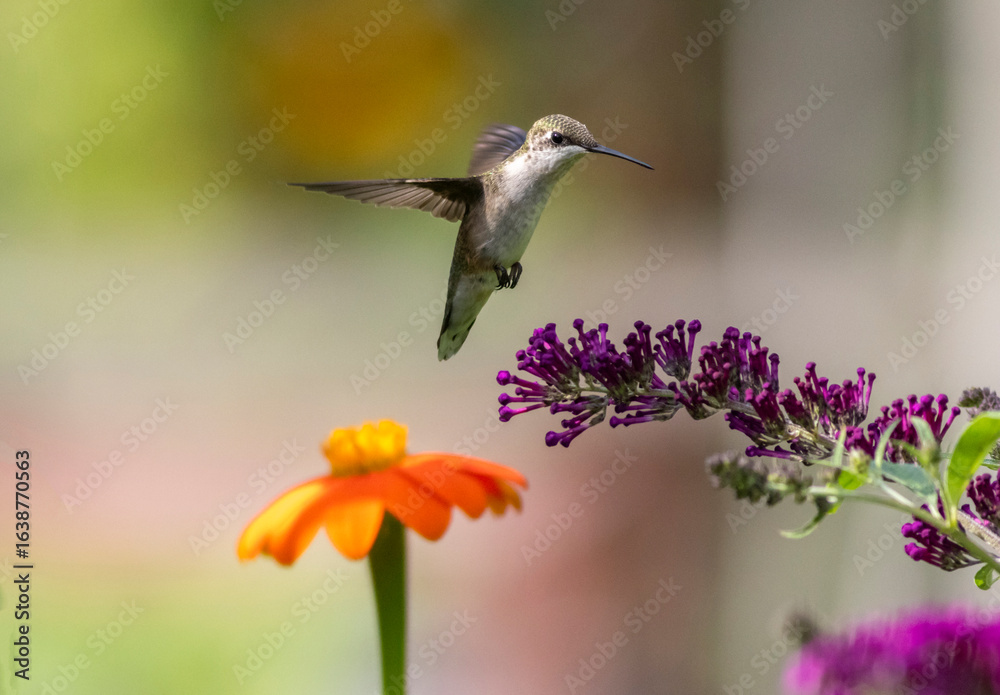 Obraz premium Ruby Throated Hummingbird feeds on Mexican Sunflower, Tithonia, on a bright summer day