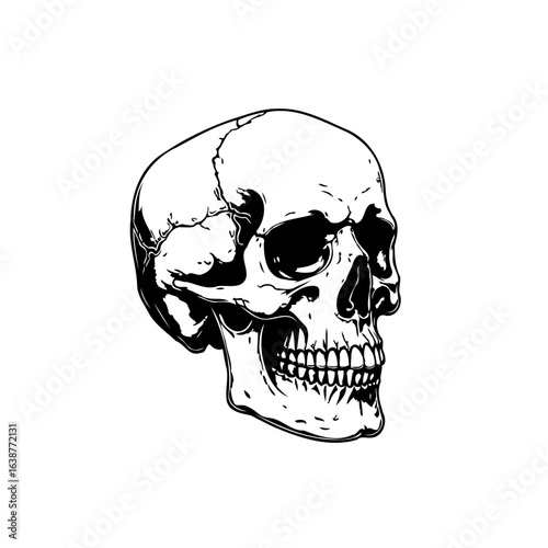 Detailed monochrome drawing of a human skull conveying mortality and anatomy