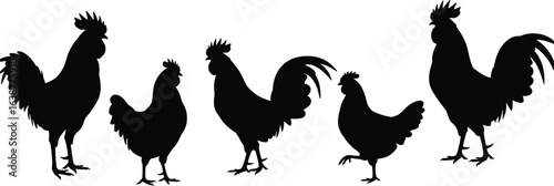 Silhouettes of roosters and hens, farm poultry illustration, vintage chicken vector clipart, barnyard animal design, agriculture livestock symbol