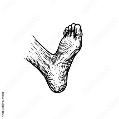 Vintage anatomical illustration of a human foot showcasing detailed linework and texture