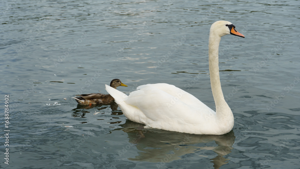 A Graceful Swan and a Duck Are Swimming Together in a Tranquil Water Environment Maschsee Hannover A Graceful Swan and a Duck Are Swimming Together in a Tranquil Water Environment Maschsee Hannover