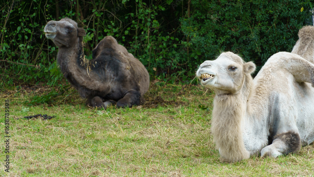 Naklejka premium Two delightful Camels are peacefully Relaxing in a Beautiful Green Pasture full of life