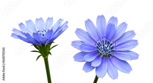Two vibrant blue chicory flowers on a clean white background, showcasing delicate petals and detailed stamen, ideal for botanical or floral designs